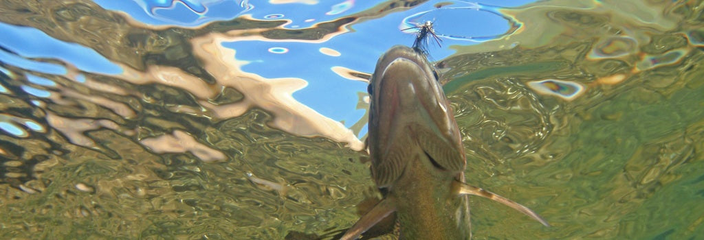 Underwater Shot of Trout with Nymph